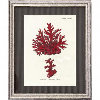 Dósfer 21923 - Cuadro decorativo, Corales rojos, 34 x 40 cm