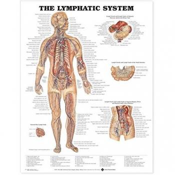 Anatomical Chart El sistema linfático