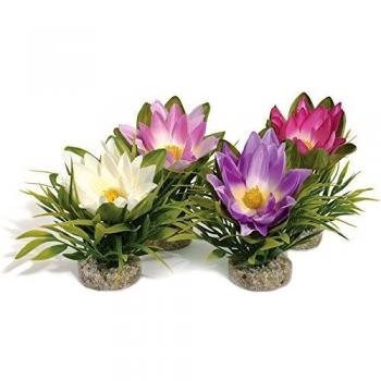 Sydeco Lotus Flower