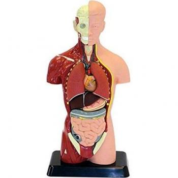 Edu Toys ANATOMIA Humana