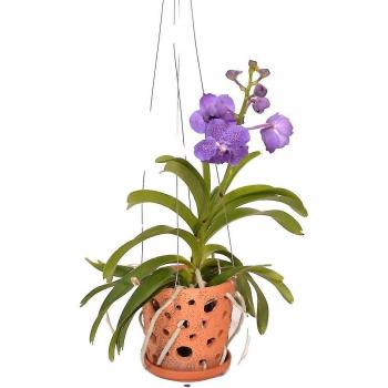 Orquídea Vanda Botanica en maceta colgante de terracota - Azul - 50cm x 12cm
