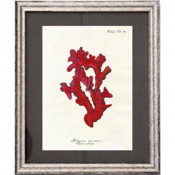 Dósfer 21926 - Cuadro decorativo, Corales rojos, 34 x 40 cm