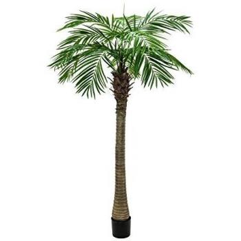 Europalms 82510720 Phoenix Palm Tree Luxor, 150 cm, Multicolor, Talla única