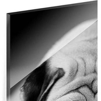 Cuadro de cristal - Pug Loves You II - Cuadrado 1:1, mural acristalado, mural de pared, decoración para pared, decoración, cristal, impresión en cristal, mural de pared de cristal, fotomural de cristal, impresión sobre cristal, Tamaño: 50cm x 50cm