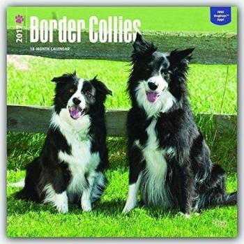 Border Collies 2017 - 18-Monatskalender mit freier DogDays-App: Original BrownTrout-Kalender