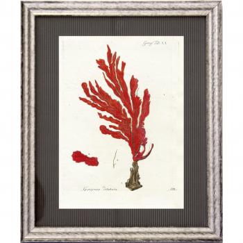 Dósfer 21925 - Cuadro decorativo, Corales rojos, 34 x 40 cm