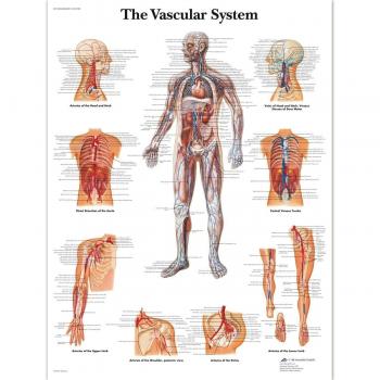 3B Scientific - Póster plastificado del sistema vascular