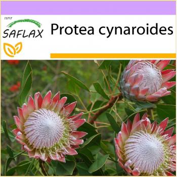 Saflax - Giant King Protea - 5 sementes de uma das mais belas flores da África