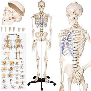Esqueleto Anatómico Humano a Tamaño Real 181 cm - Desmontable, Detallado y con Póster de Anatomía