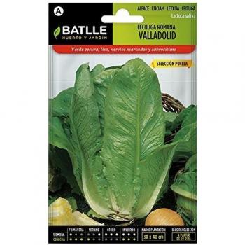 Lechuga VALLADOLID S. PUZELA