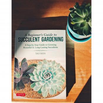 A Beginner's Guide to Succulent Gardening