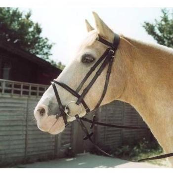Windsor Equestrian - Brida de cuero para caballos marrón marrón Talla:Pony