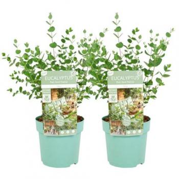 Set de 2 Eucalyptus parvifolia 'Oliva' - Maceta 15cm - Altura 35-45cm