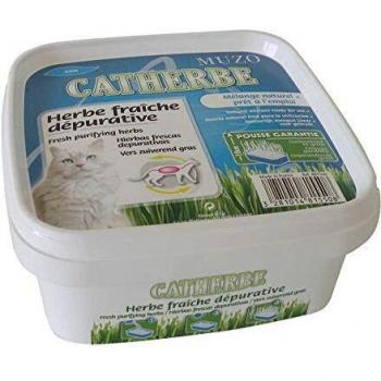 MUZO – Hierba Catherbe fresca, depurativa para gato
