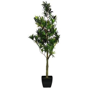 Europalms 82511520 Podocarpus, 90 cm