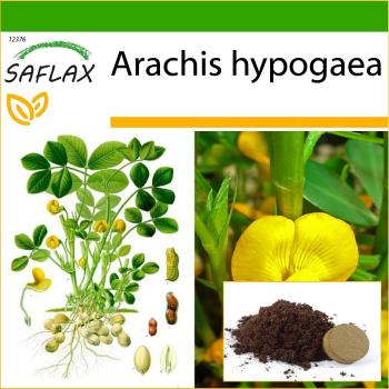 SAFLAX - Planta de Maní - 8 semillas - Con sustrato para macetas para un mejor cultivo - Arachis hypogaea