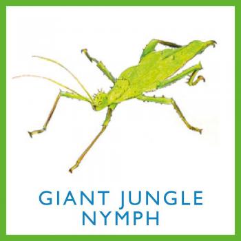 Bug Bingo