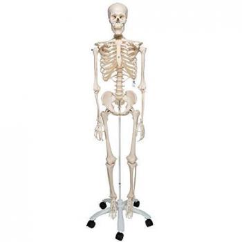 3B Scientific Modelo Anatómico Humano - Esqueleto Stan