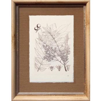 Dósfer 35972 - Cuadro decorativo, Grabado dibujo hojas, 36 x 45 cm