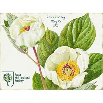Lillian Snelling White Peony Cartel de Chapa Placa metal Estable plano Nuevo 30x40cm VS3234-1