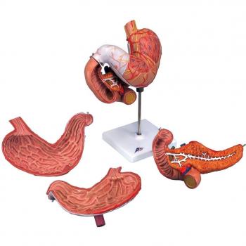 3B Scientific K16 Modelo de anatomía humana Estómago, En 3 Piezas + software de anatomía gratuito - 3B Smart Anatomy