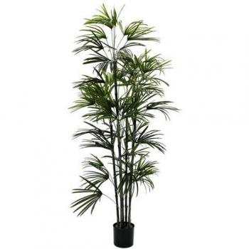 Europalms – 150 cm – Palma De La Mano Seedling de Ventilador, Color Verde