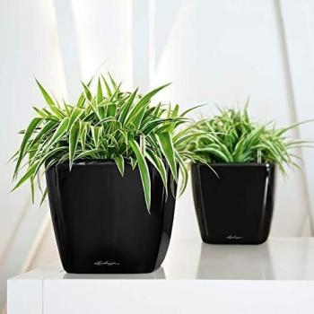 Lechuza Maceta, Quadro Premium