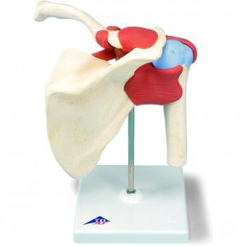 3B Scientific A80/1 Modelo Anatómico Humano - Modelo Funcional de la Articulación del Hombro, de Lujo + Software de Anatomía - 3B Smart Anatomy