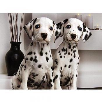 Dalmatian (32x24 inch, 80x60 cm) Silk Poster Seda Cartel PJ1E-309A
