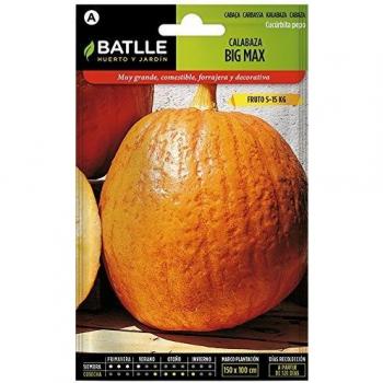 Semillas de Calabaza Gigante Big Max para Horticultura
