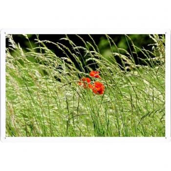 Metal cartel Cartel de chapa Hojalata sesión Flower Tin Sign #31125 Red Poppies In The Grass Retro Vintage Pared Decoración by hamgaacaan