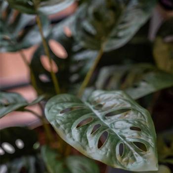 Arbusto artificial de Monstera Monkey en maceta 43 cm