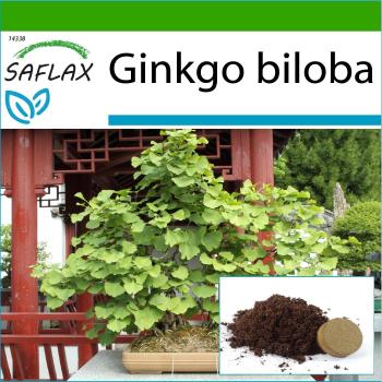Saflax - Kit de cultivo de Bonsái Ginkgo biloba con 4 semillas y tierra incluida