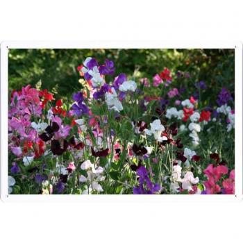 Metal cartel Cartel de chapa Hojalata sesión Flower Tin Sign Sweet Peas Flowering Colorful Fresh Herbs 42056 Retro Vintage Pared Decoración by hamgaacaan