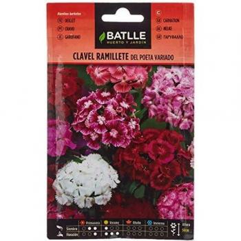 Clavel RAMILLETE del Poeta Vdo.