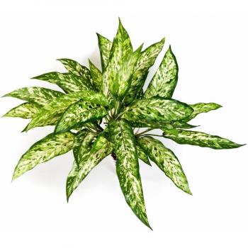 artplants.de Aglaonema Artificial con 36 Hojas, Verde-Blanco, 50cm - Planta Artificial - Flores Decorativas