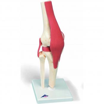 3B Scientific A82/1 Modelo Anatómico Humano - Modelo Funcional de Lujo de la Articulación de la Rodilla + Software de Anatomía - 3B Smart Anatomy