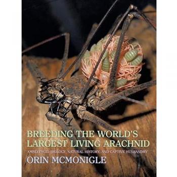 Amblypygid Care Guide: Breeding the World's Largest Living Arachnid