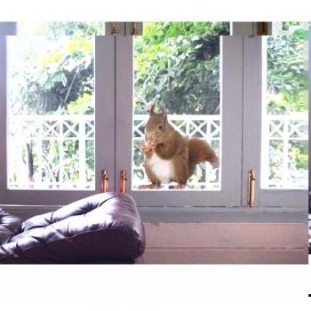 Apalis Vinilo de Ventana no.137 Squirrel, Dimensione:90cm x 85cm