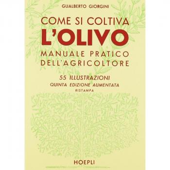 Come coltivare l'olivo