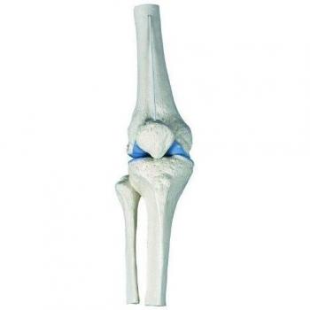 3B Scientific A85 Mini articulación de la Rodilla, sin Base