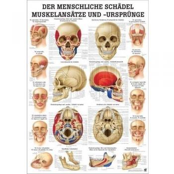 ruediger Anatomía ta66lam el cráneo humano muscular Enfoques y ursprünge Pizarra, 70 cm x 100 cm, laminado