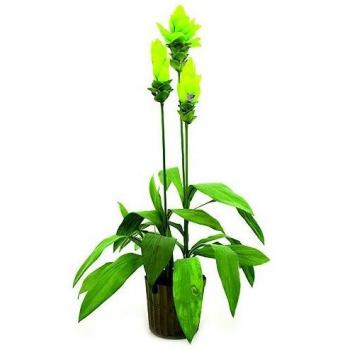 Euro Palms 82530295 Lirio de Jengibre, 95 cm