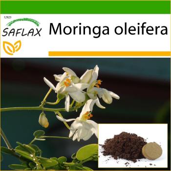 Saflax - Rábano - 10 semillas con sustrato - Moringa oleifera