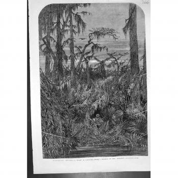 Impresión Antigua de Señora Transatlántica Bodichon C 1862 de Luisiana del Pantano de los Bosquejos