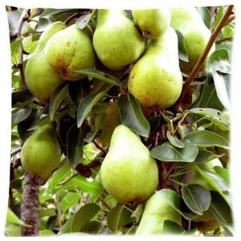 pear in the tree Zippered Pillow Cases Cover Cushion Case 18x18 Inch