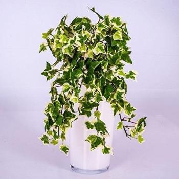 artplants.de Mata de Hiedra Artificial con 230 Hojas, Verde-Blanco, 30cm - Planta sintética - Mata Decorativa