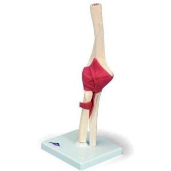 3B Scientific A83/1 Modelo de anatomía humana Modelo Funcional de la Articulación del Codo de Lujo + software de anatomía gratuito - 3B Smart Anatomy