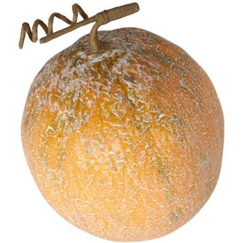 Melón Ambrosía Decoración 13x7.5 cm