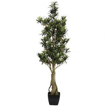 Europalms 82511522 Podocarpus, 115 cm, Multicolor, Talla única